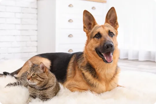 Pet